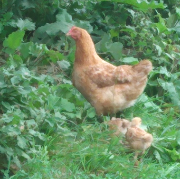 Meet your Posher, Elizabeth - Picture 5 of 15